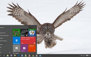 Great Grey Owl Theme Desktop