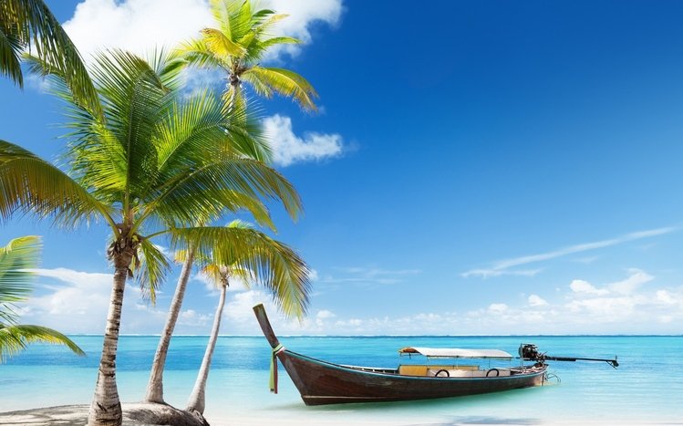 Palm Tree Theme screenshot #17