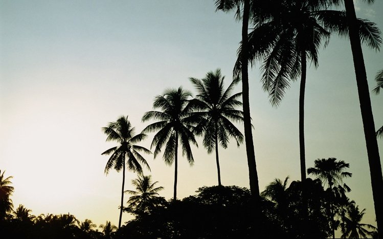 Palm Tree Theme screenshot #7