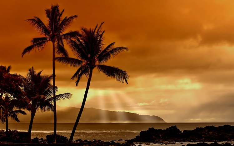 Palm Tree Theme screenshot #6