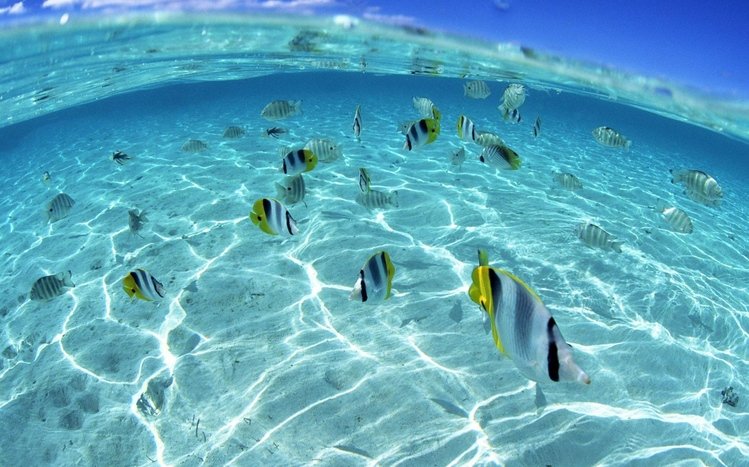 Underwater Theme screenshot #17