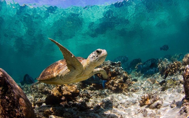 Turtle Theme screenshot #3