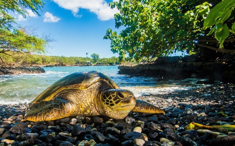 Turtle Theme screenshot #8