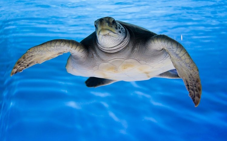 Turtle Theme screenshot #10