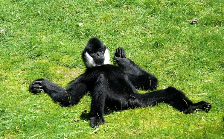 Monkey Theme screenshot #3