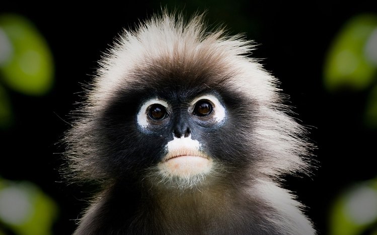 Monkey Theme screenshot #15