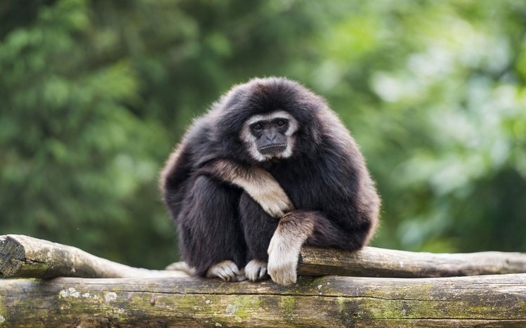 Monkey Theme screenshot #7