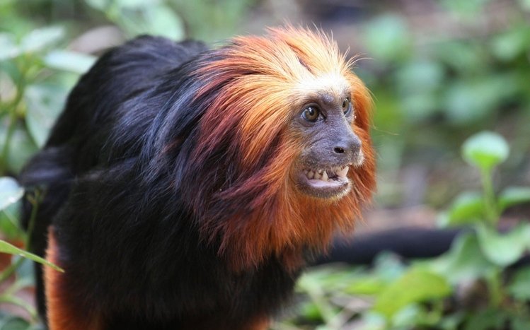 Monkey Theme screenshot #1