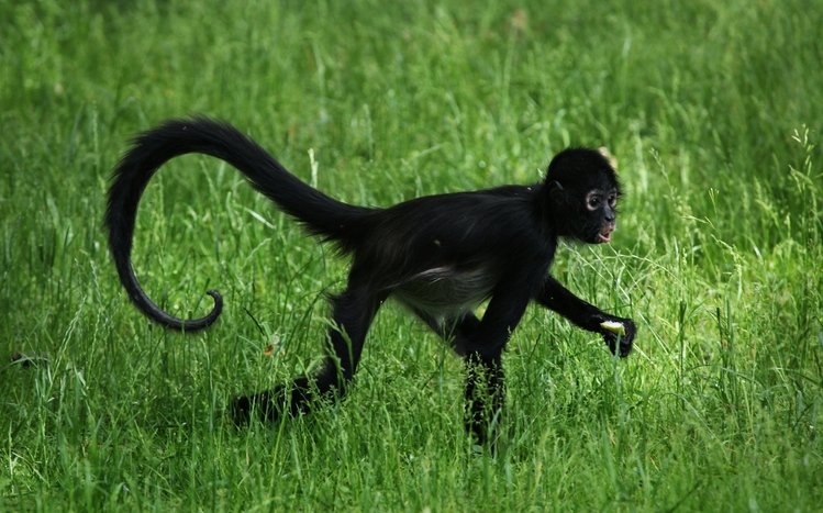 Monkey Theme screenshot #11