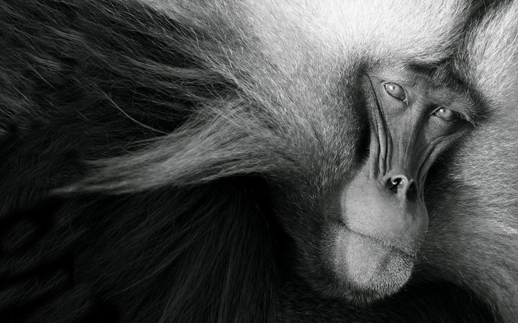 Monkey Theme screenshot #10