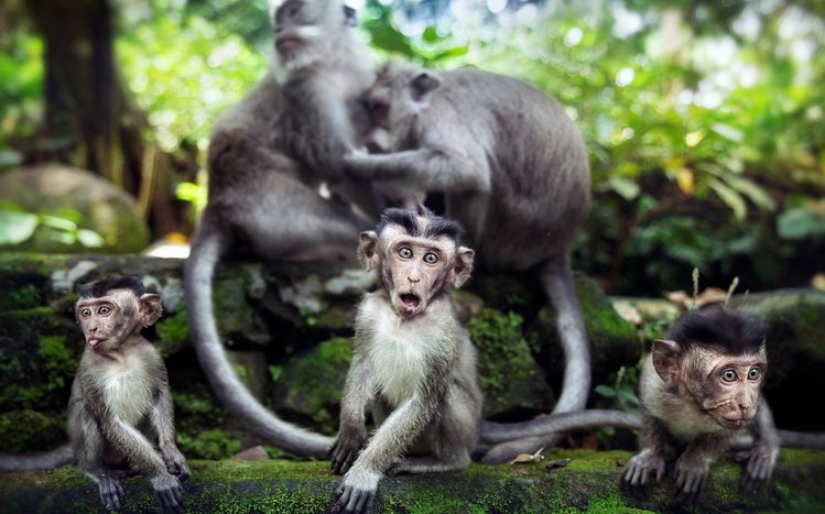 Monkey Theme screenshot #4