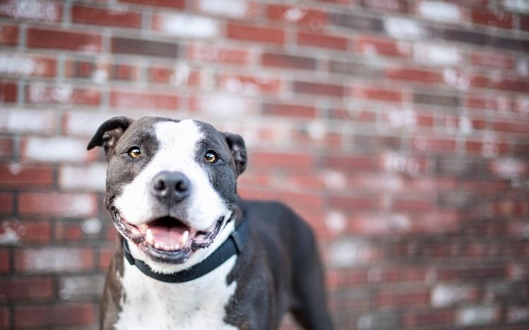 Pitbull Theme screenshot #13