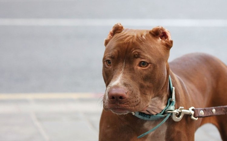 Pitbull Theme screenshot #7