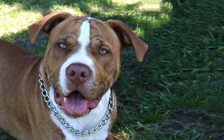 Pitbull Theme screenshot #10