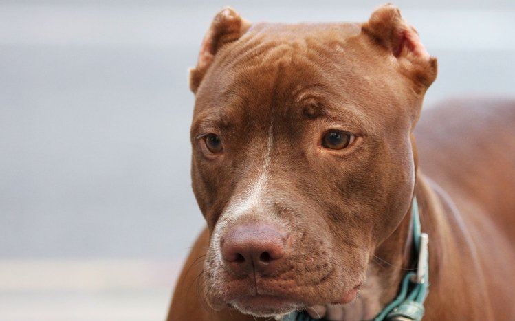 Pitbull Theme screenshot #6