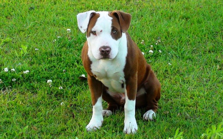 Pitbull Theme screenshot #15