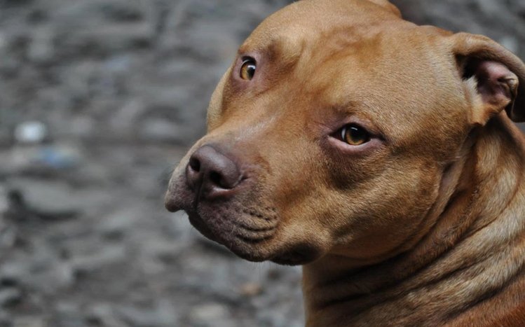 Pitbull Theme screenshot #12