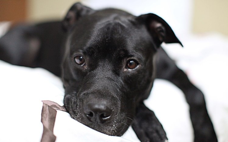 Pitbull Theme screenshot #4