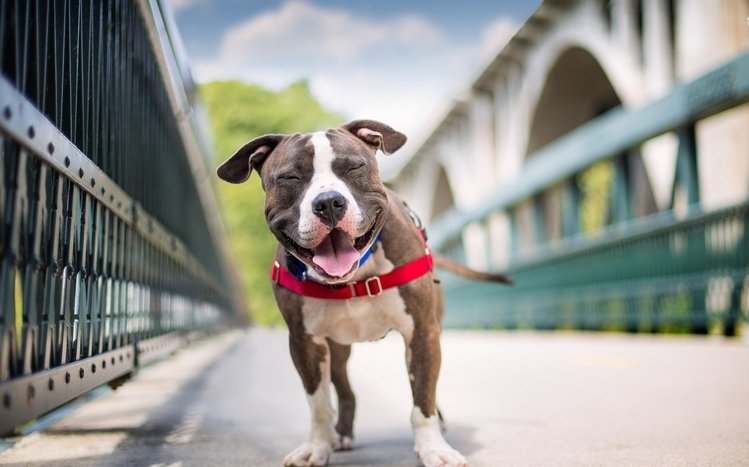 Pitbull Theme screenshot #9