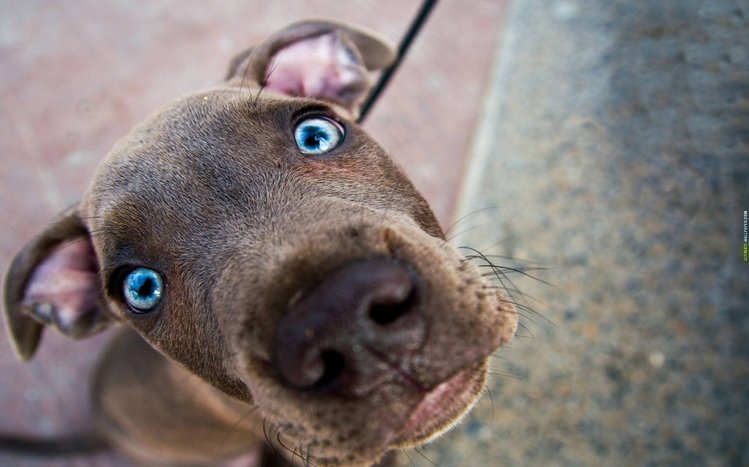 Pitbull Theme screenshot #1