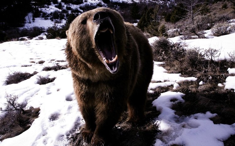 Bear Theme screenshot #8