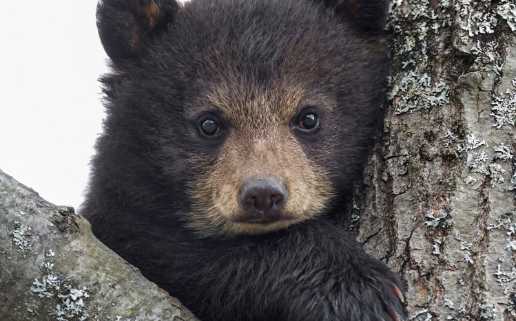 Bear Theme screenshot #15