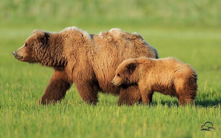 Bear Theme screenshot #2