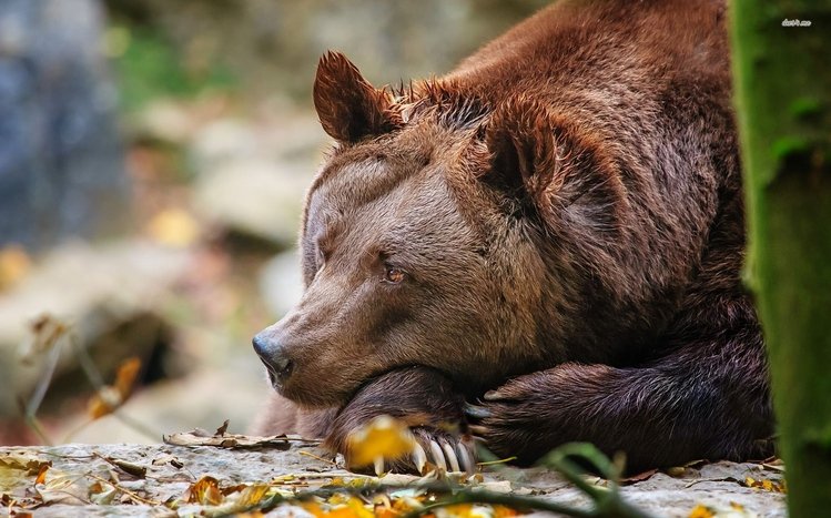 Bear Theme screenshot #12