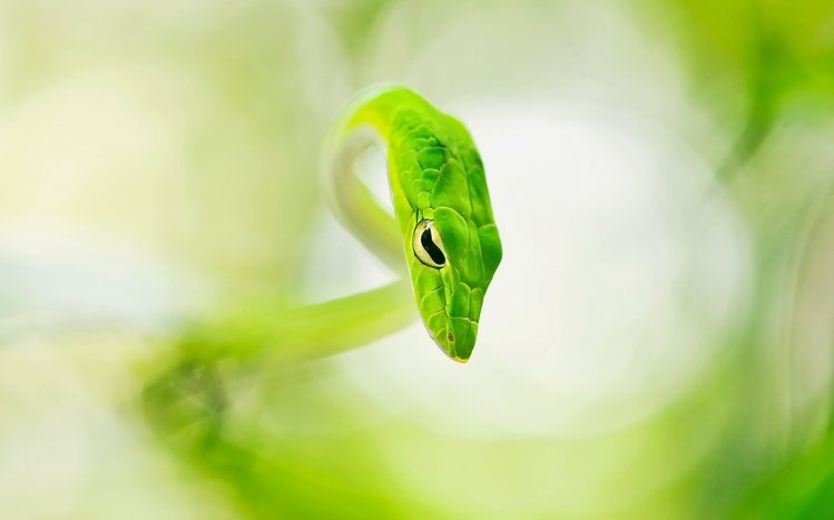 Snake Theme screenshot #14