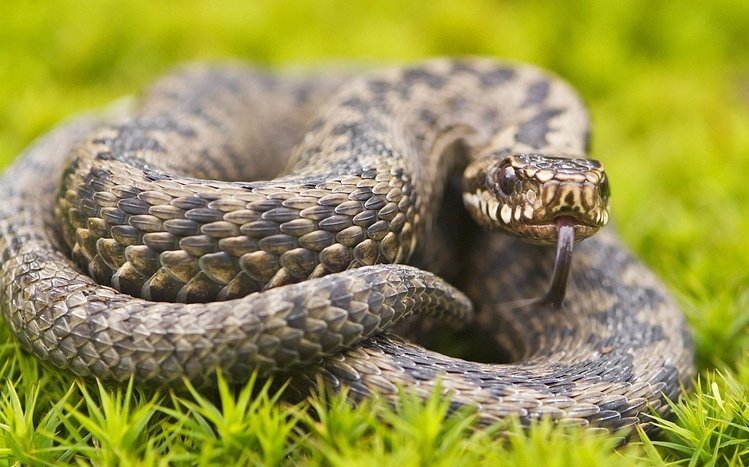 Snake Theme screenshot #20