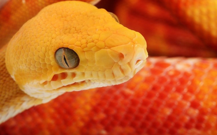 Snake Theme screenshot #2