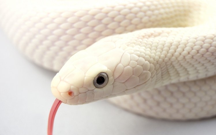 Snake Theme screenshot #19