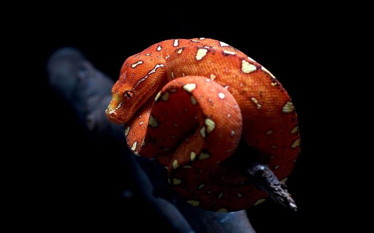 Snake Theme screenshot #5