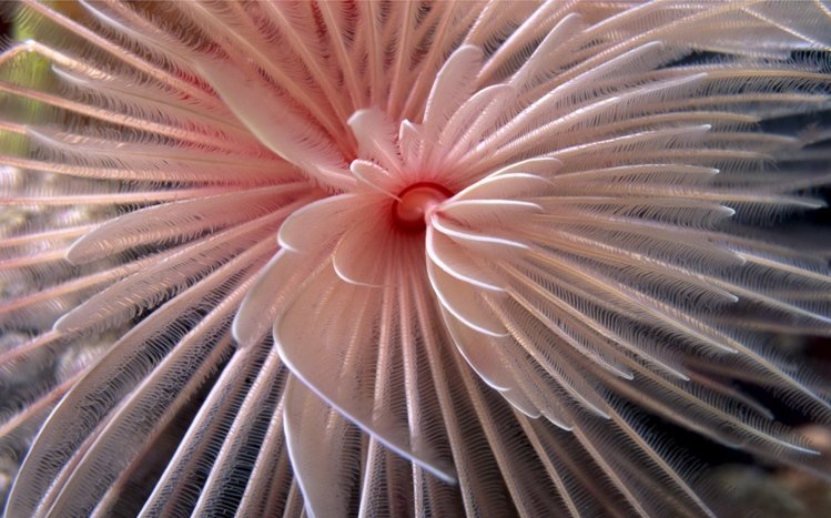 Coral Theme screenshot #10