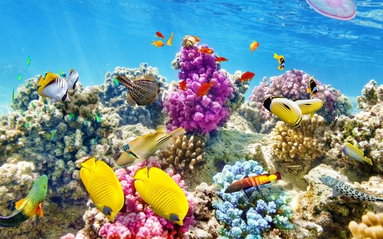 Coral Theme screenshot #4