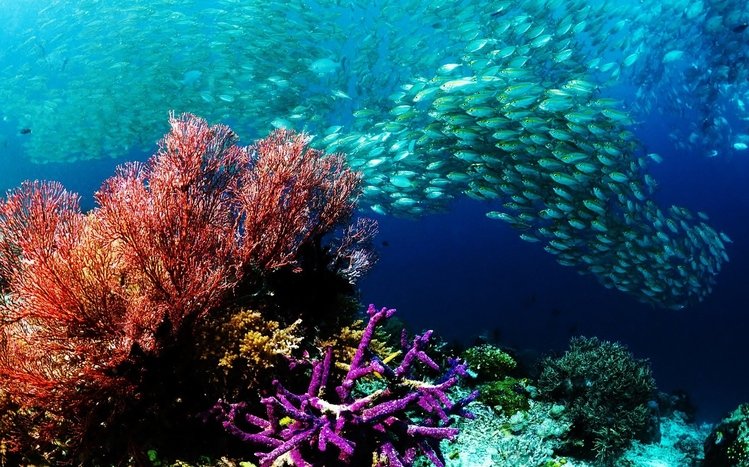 Coral Theme screenshot #11