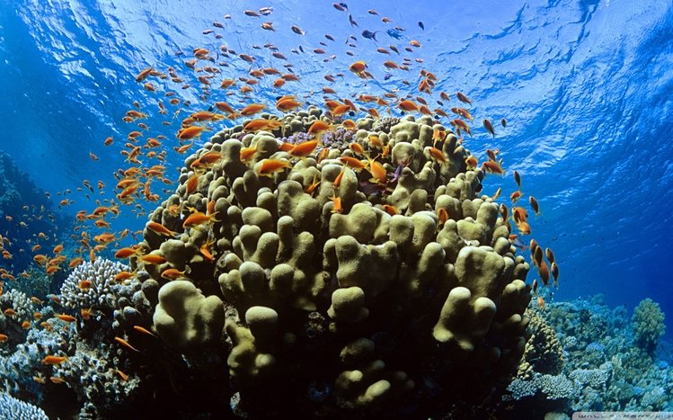 Coral Theme screenshot #14