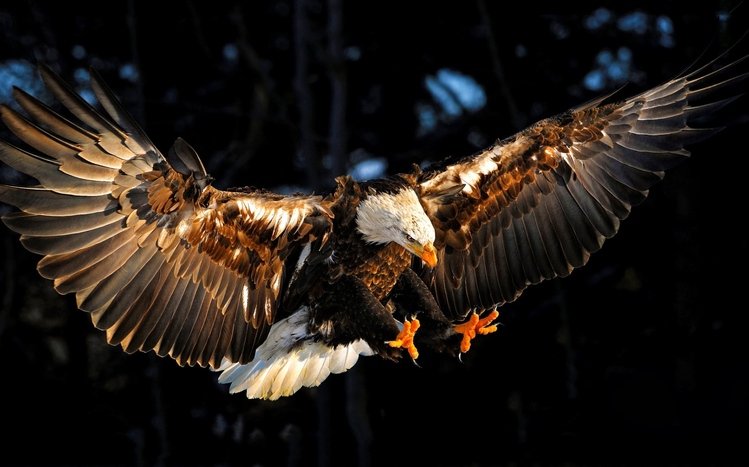 Eagle Theme screenshot #15