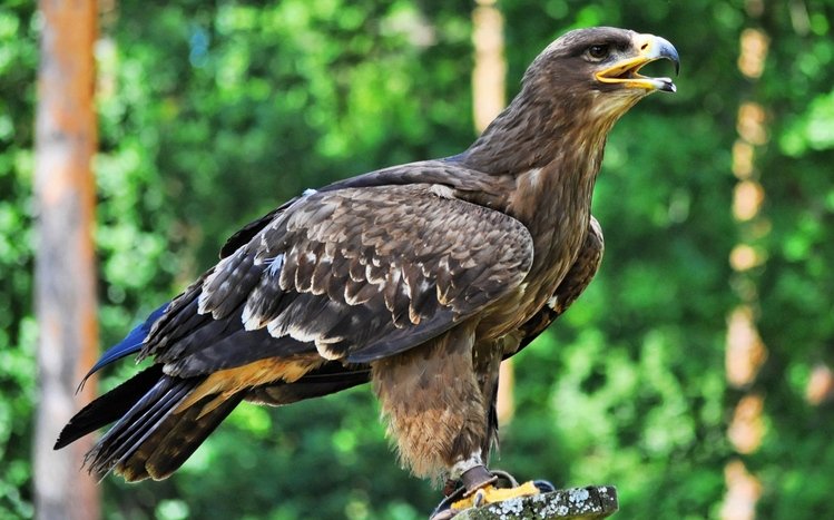 Eagle Theme screenshot #9