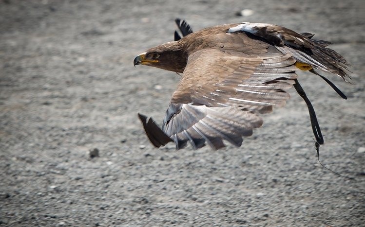 Eagle Theme screenshot #13