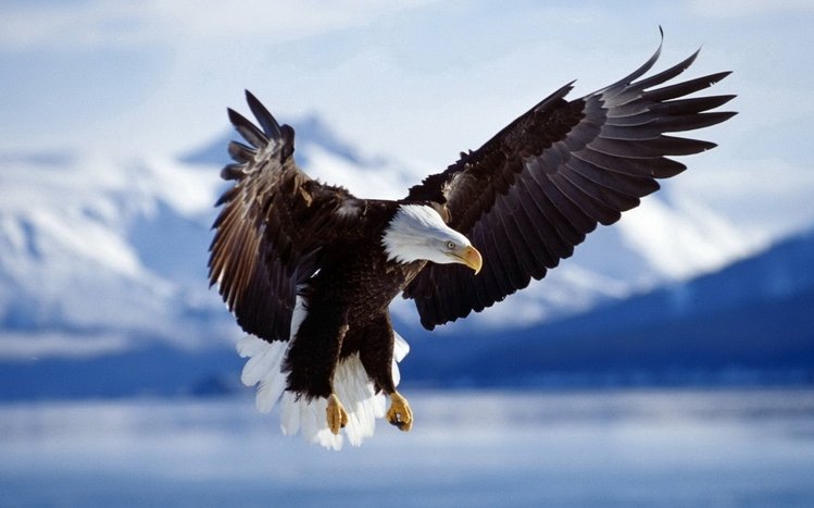 Eagle Theme screenshot #12