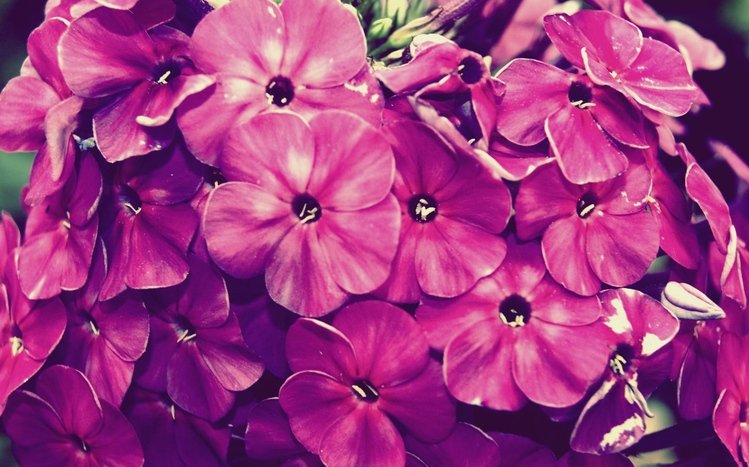 Vintage Flower Theme screenshot #13