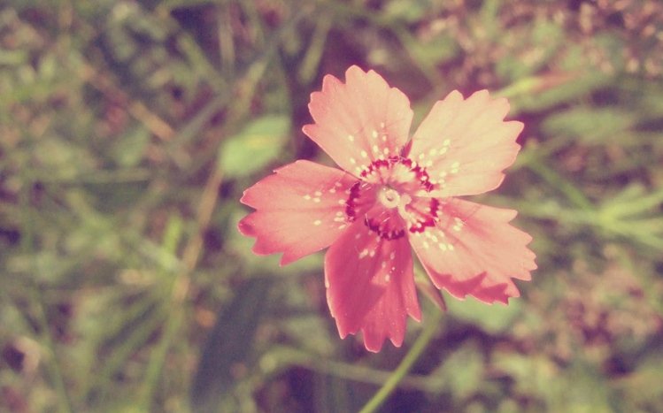 Vintage Flower Theme screenshot #1