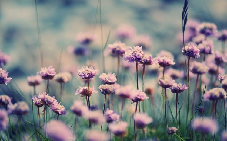 Vintage Flower Theme screenshot #6