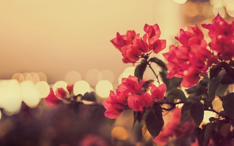 Vintage Flower Theme screenshot #10