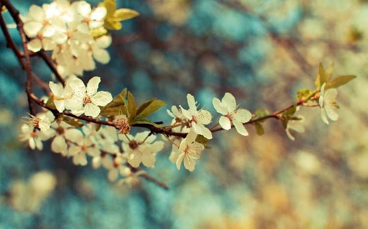 Vintage Flower Theme screenshot #9