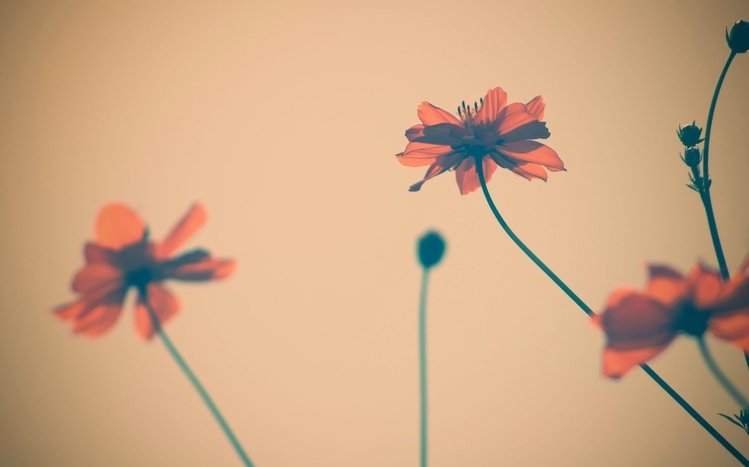 Vintage Flower Theme screenshot #2
