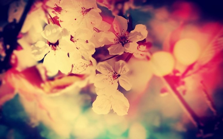 Vintage Flower Theme screenshot #11