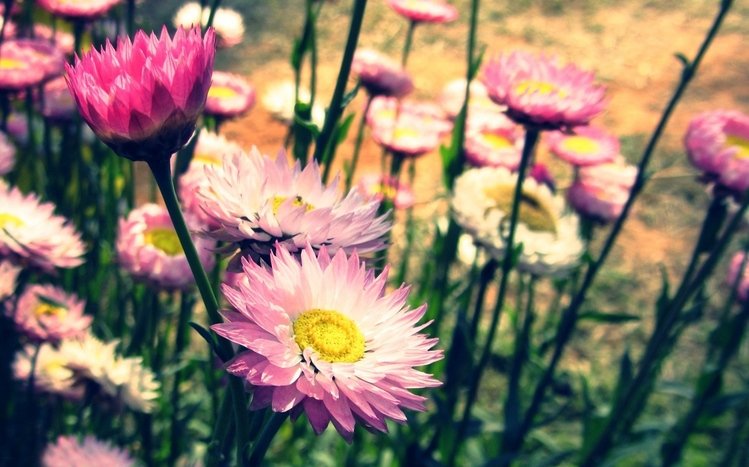 Vintage Flower Theme screenshot #3