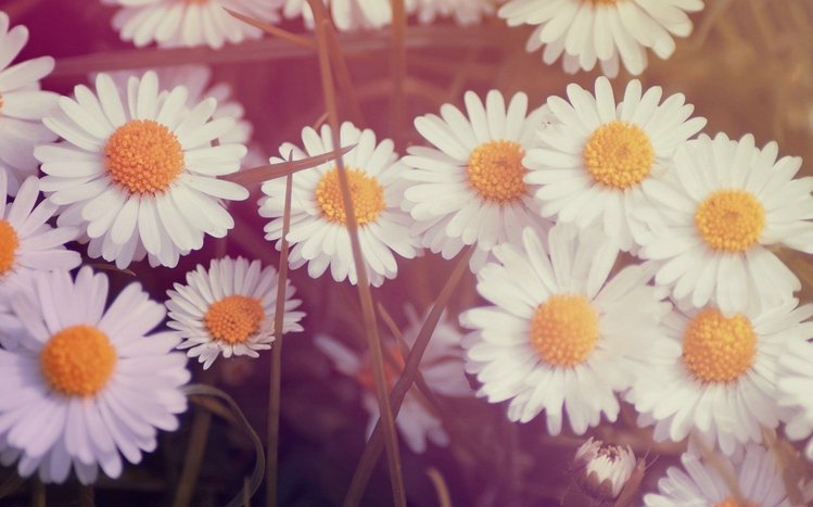 Vintage Flower Theme screenshot #5